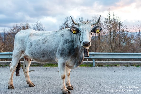 Cilento Cow Italy February 2018