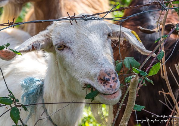 Goats of Roscigno Vechio Cilento Italy