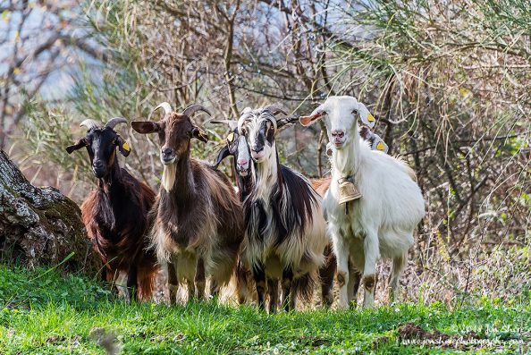 Goats of Roscigno Vechio Cilento Italy