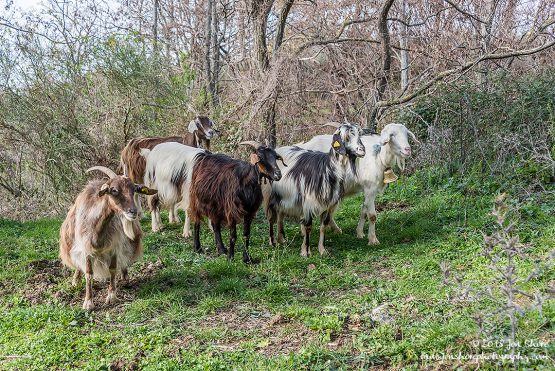 Goats of Roscigno Vechio Cilento Italy