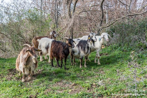 Goats of Roscigno Vechio Cilento Italy