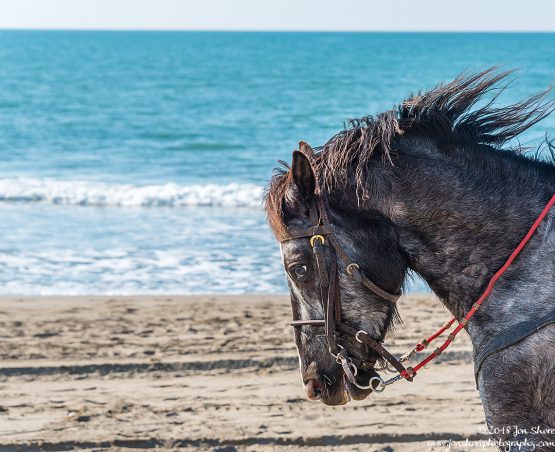 Horse on Beach Cilento Italy January 2018