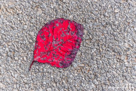 Red leaf San Marco Italy February 2018