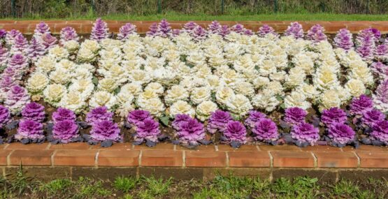 Cabbages Italy February 2018