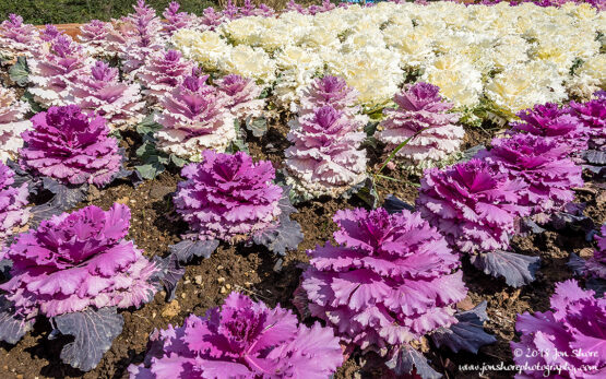 Cabbages Italy February 2018