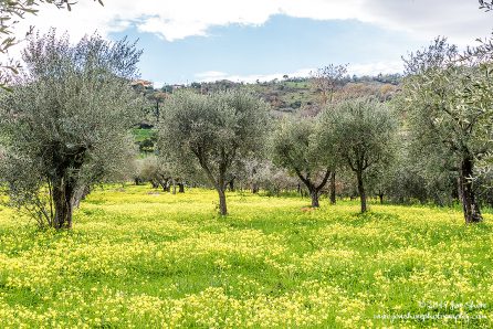 Olive grove Agropoli Italy February 2018