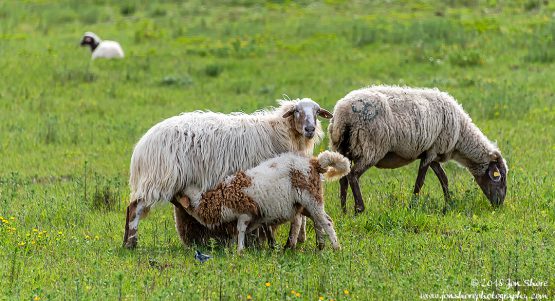 Agropoli Sheep Italy March 2018