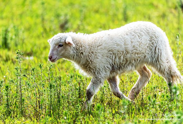 Agropoli Sheep Italy March 2018