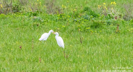 Cattle Egrets Agropoli Italy February 201