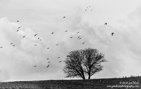 Birds and a Tree BW Agropoli Italy March 2018