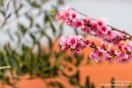 Blossoms San Marco Cilento Italy March 2018