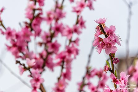 Blossoms San Marco Cilento Italy March 2018