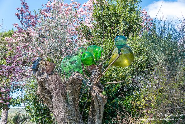 Bottle tree Eboli Italy March 2018