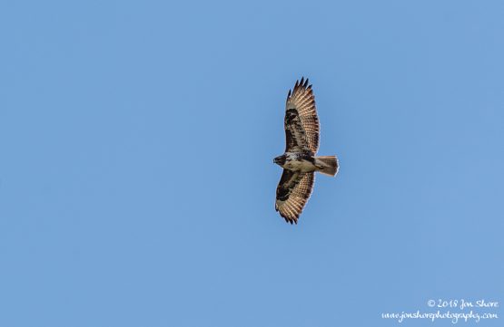 Common Buzzard Cilento Italy March 2018