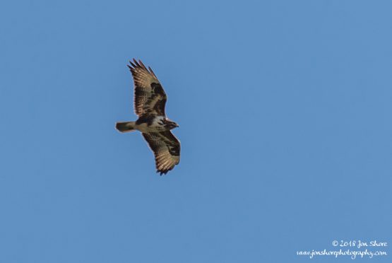 Common Buzzard Cilento Italy March 2018