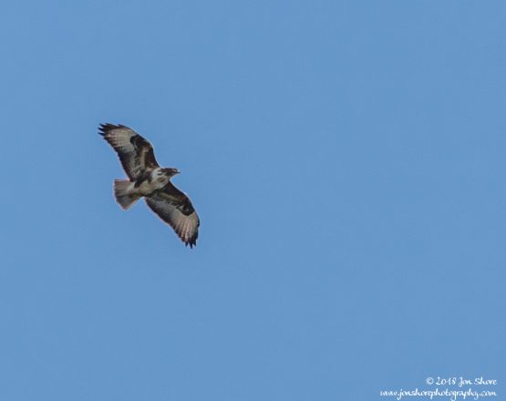 Common Buzzard Cilento Italy March 2018