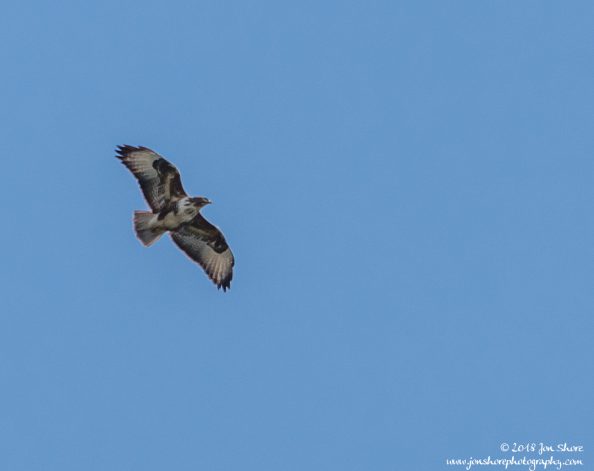 Common Buzzard Cilento Italy March 2018