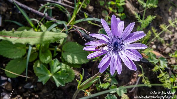 Flower Agropoli Italy March 2018