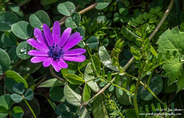 Flower Agropoli Italy March 2018
