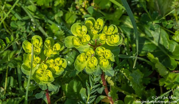 Flower Agropoli Italy March 2018