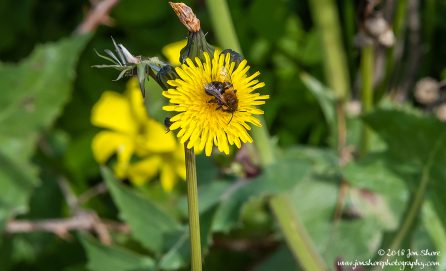 Flower Agropoli Italy March 2018