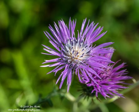 Flower Macro San Marco di Castellabate Cilento Italy March 2018