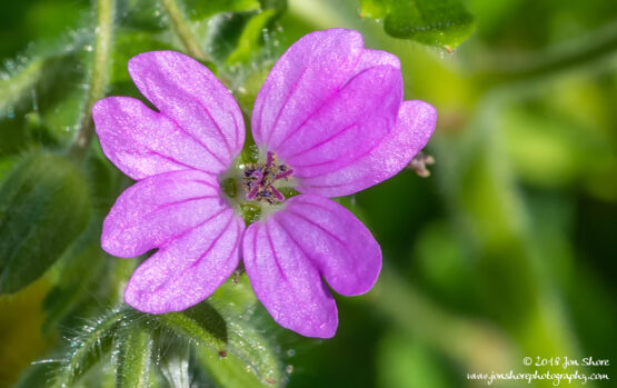 Flower Macro San Marco di Castellabate Cilento Italy March 2018