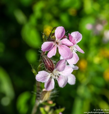 Flower Macro San Marco di Castellabate Cilento Italy March 2018