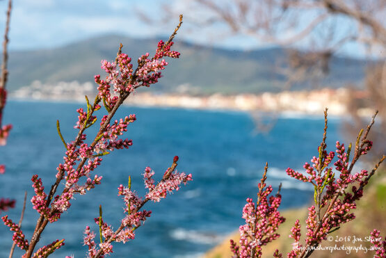 Spring buds Macro San Marco di Castellabate Cilento Italy March 2018