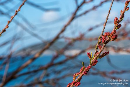 Spring buds Macro San Marco di Castellabate Cilento Italy March 2018