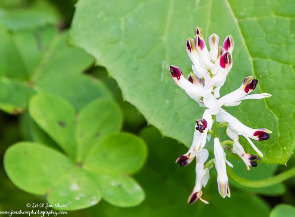 Flowers Italy February 2018