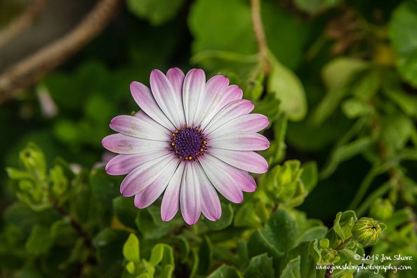 Flower San Marco di Castellabate Italy March 2018