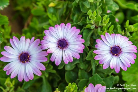 Flower San Marco di Castellabate Italy March 2018