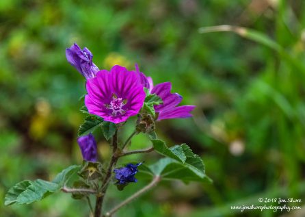 Flower San Marco di Castellabate Italy March 2018