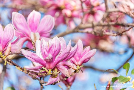 Pink Magnolias Eboli Italy March 2018