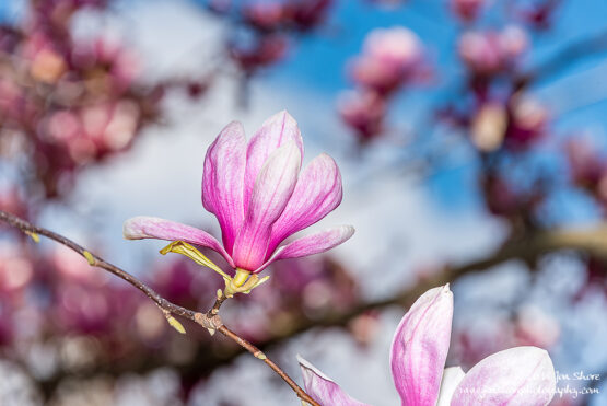 Pink Magnolias Eboli Italy March 2018
