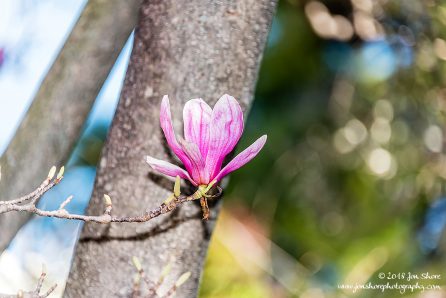 Pink Magnolias Eboli Italy March 2018