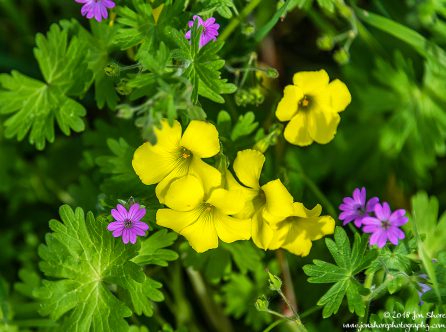 San Marco di Castellabate Cilento Italy March 2018