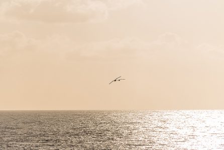 Seagulls at sunset San Marco di Castellabate Cilento Italy March 2018