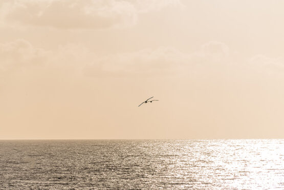 Seagulls at sunset San Marco di Castellabate Cilento Italy March 2018