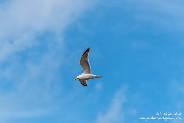 Seagull San Marco di Castellabate Cilento Italy March 2018
