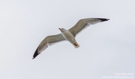 Seagull San Marco di Castellabate Cilento Italy March 2018