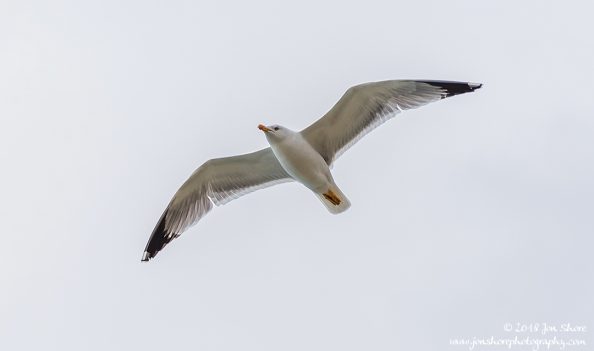 Seagull San Marco di Castellabate Cilento Italy March 2018