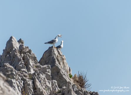 Seagulls Palinuro Cilento Italy March 2018