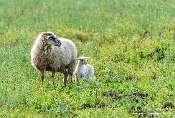 Sheep Agropoli Italy March 2018