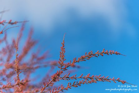 Spring buds Macro San Marco di Castellabate Cilento Italy March 2018
