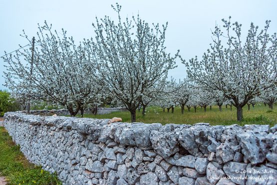 Alberobello Spring Pugliia Italy