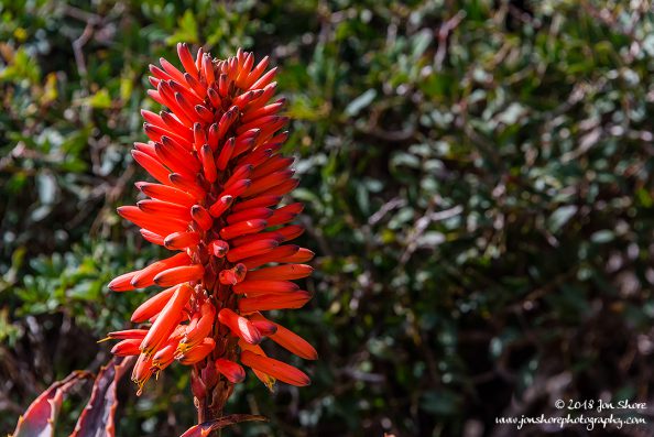 Aloe Vera Flower Castellabate Cilento Italy