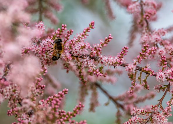 Bee in pink blossoms Spring