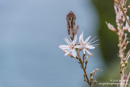 Blossom Castellabate Cilento Italy